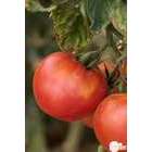 Plants de tomates 'Fandango' F1 bio : barquette de 6 plants